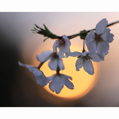 Canon EF 70-200mm f/4L IS II USM Lente