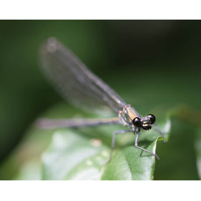 Canon EF 100mm f/2.8L Macro IS USM Lente