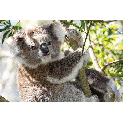 Canon EF 135mm f/2L USM Lente