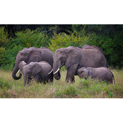 Canon EF 200-400mm f/4L IS USM Extender 1.4x Lente