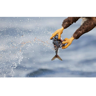 Canon EF 600mm f/4L IS III USM Lente