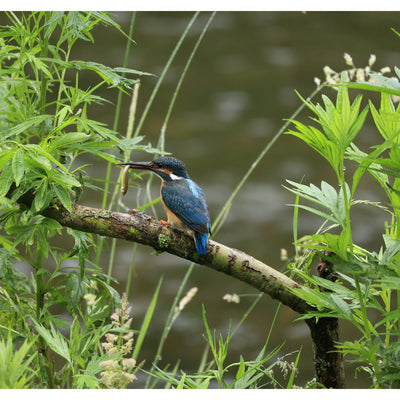 Canon RF 100-400mm f/5.6-8 IS USM Lente