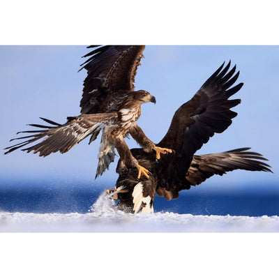 Canon RF 400mm f/2.8 L IS USM Lente