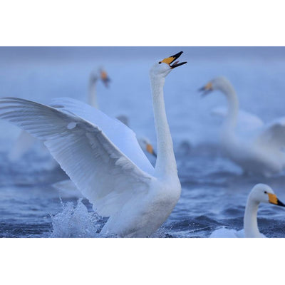 Canon RF 600mm f/4 L IS USM Lente