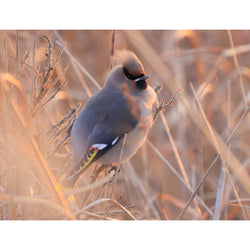 Canon RF 800mm f/11 IS STM Lente