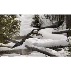 Canon RF 800mm f/5.6 L IS USM Lente