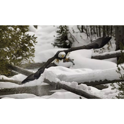 Canon RF 800mm f/5.6 L IS USM Lente