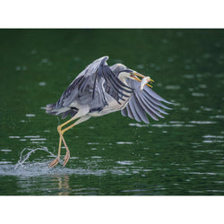 Canon RF 100-500mm f/4.5-7.1 L IS USM Lente