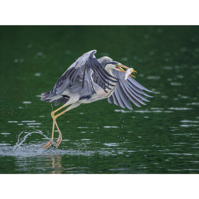 Canon RF 100-500mm f/4.5-7.1 L IS USM Lente