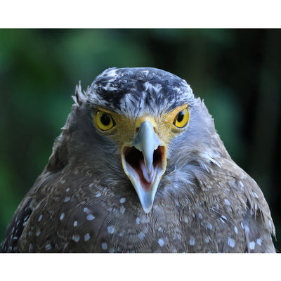 Canon RF-S 55-210mm f/5-7.1 IS STM (Canon RF) Lente